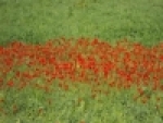 115/119800.jpg